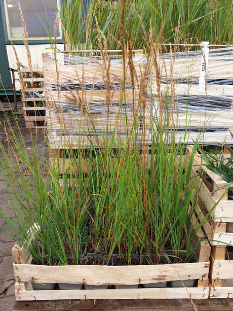 Synonym; vorbereitet für Versand; attraktive Blüte; Einsatzmöglichkeit z.B. : Trockenmauern;;hier kaufen