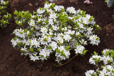 Rhododendron obt. 'Kermesina Alba' mit Blüte, erhältlich von 20-25 bis 40-50 cm; Einsatz: ;;ab 15,90 Euro