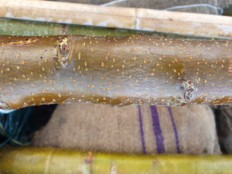 Prunus padus 'Schloss Tiefurt'; Rinde; bienenfreundlich; Einsatzmöglichkeit z.B. : Vogelnährgehölz; erhältlich mit Stammumfang von 12-14 bis 20-25 cm;;günstig mit Qualität