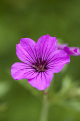 Geranium psilostemon 'Patricia'; hier mit Blüte; schneckensicher (schneckenresistent); Einsatzmöglichkeit z.B. : Steingärten;;ab 0,00 Euro