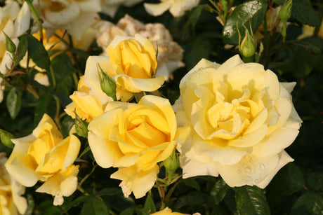 Rosa 'Berolina' TH mit Blüte; Einsatz: ;;ab 8,10 Euro