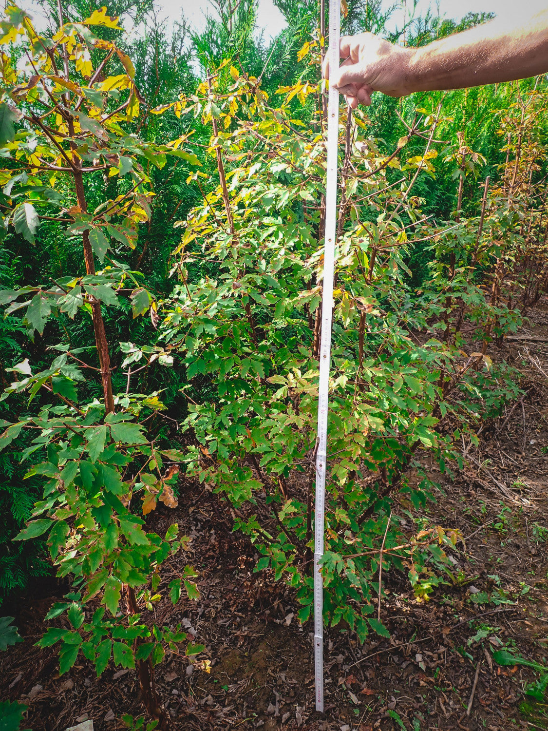 Acer griseum; dekorativ;;ab 67,60 Euro