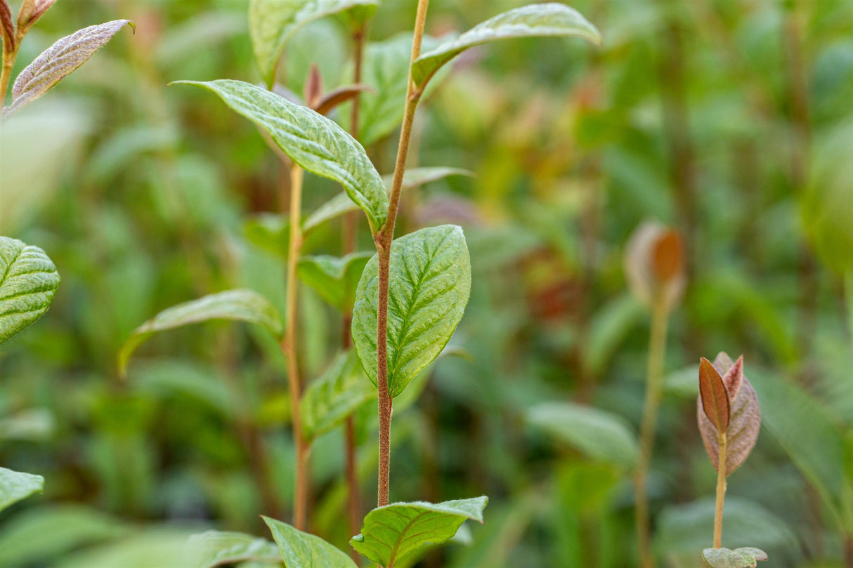 Cotoneaster bullatus , erhältlich von 60-100 bis 200-250 cm;;ab 13,00 Euro