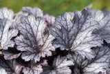 Heuchera micrantha 'Plum Pudding'; winterhart;;ab 0,00 Euro