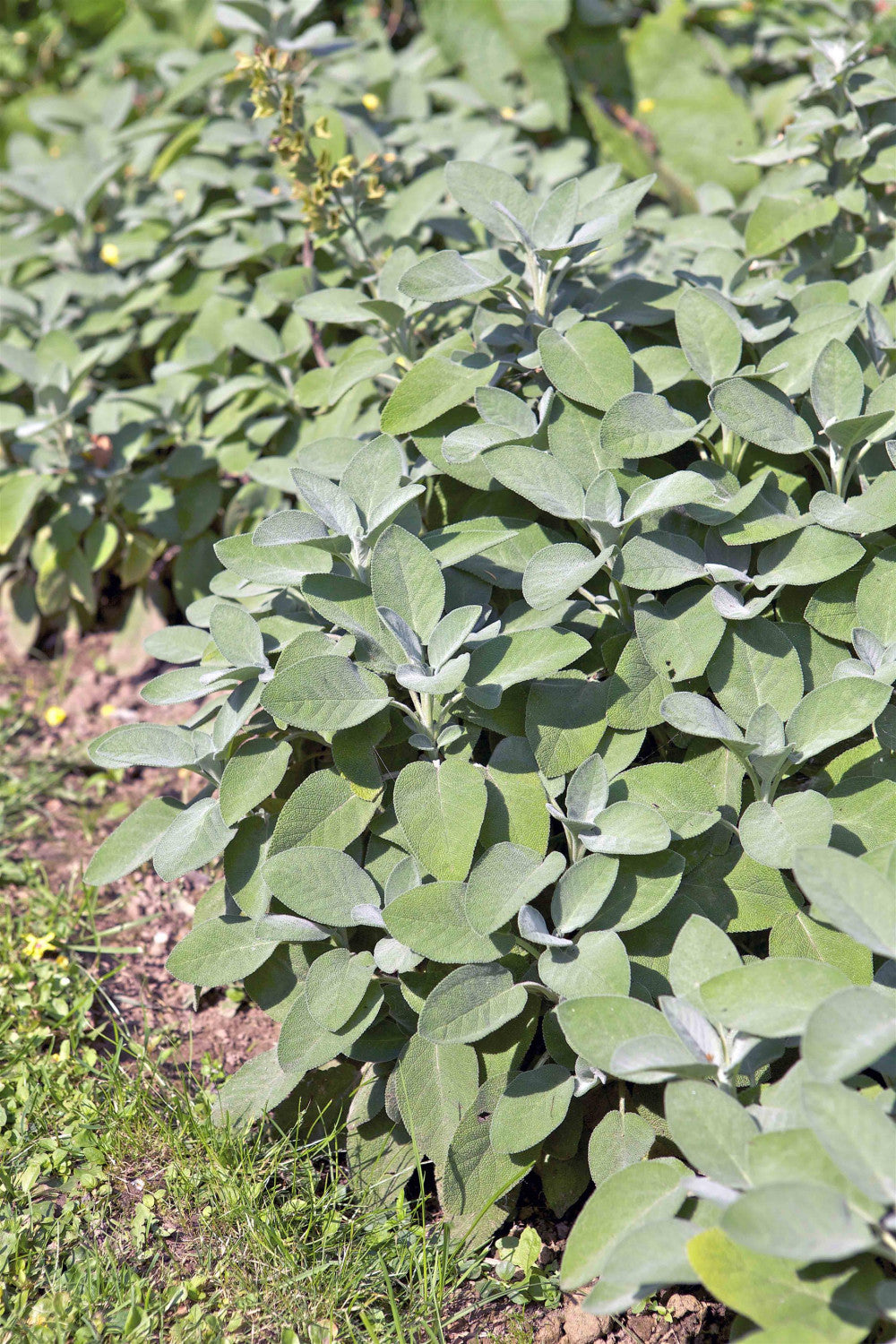 Salvia officinalis 'Berggarten' als Pflanze im Beet; Einsatz: ;;ab 4,00 Euro