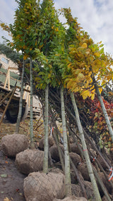 Carpinus betulus 'Frans Fontaine'; vorbereitet für Versand; winterhart; Einsatzmöglichkeit z.B. : Solitärpflanze;;mit zeitnaher Lieferung