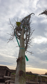 Schmalkronige Stadtulme; vorbereitet für Versand; robust; Einsatzmöglichkeit z.B. : Allee; erhältlich von 270-330 bis 450-650 cm;;hier kaufen