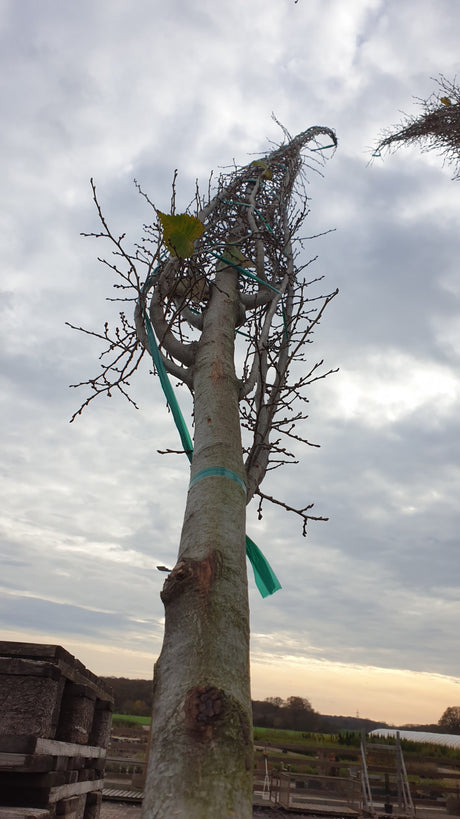 Schmalkronige Stadtulme; vorbereitet für Versand; robust; Einsatzmöglichkeit z.B. : Allee; erhältlich von 270-330 bis 450-650 cm;;hier kaufen