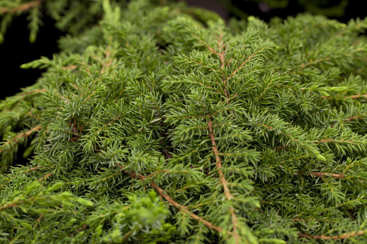 Juniperus com. 'Green Carpet' , erhältlich von 20-30 bis 40-50 cm;;ab 18,90 Euro