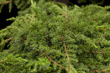 Juniperus com. 'Green Carpet' , erhältlich von 20-30 bis 40-50 cm;;ab 18,90 Euro