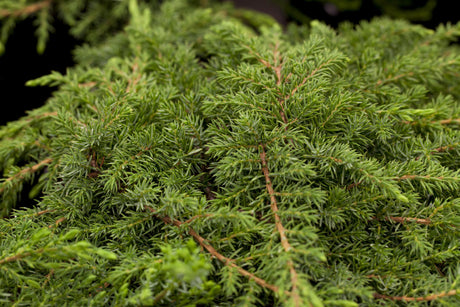 Juniperus com. 'Green Carpet' , erhältlich von 20-30 bis 40-50 cm;;ab 18,90 Euro