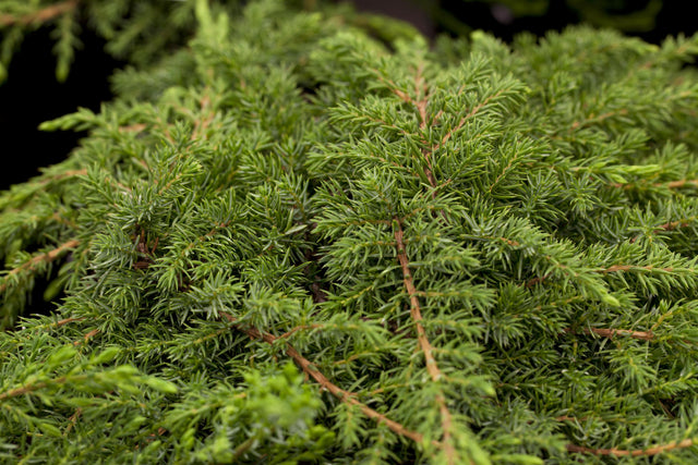 Juniperus com. 'Green Carpet' , erhältlich von 20-30 bis 40-50 cm;;ab 18,90 Euro
