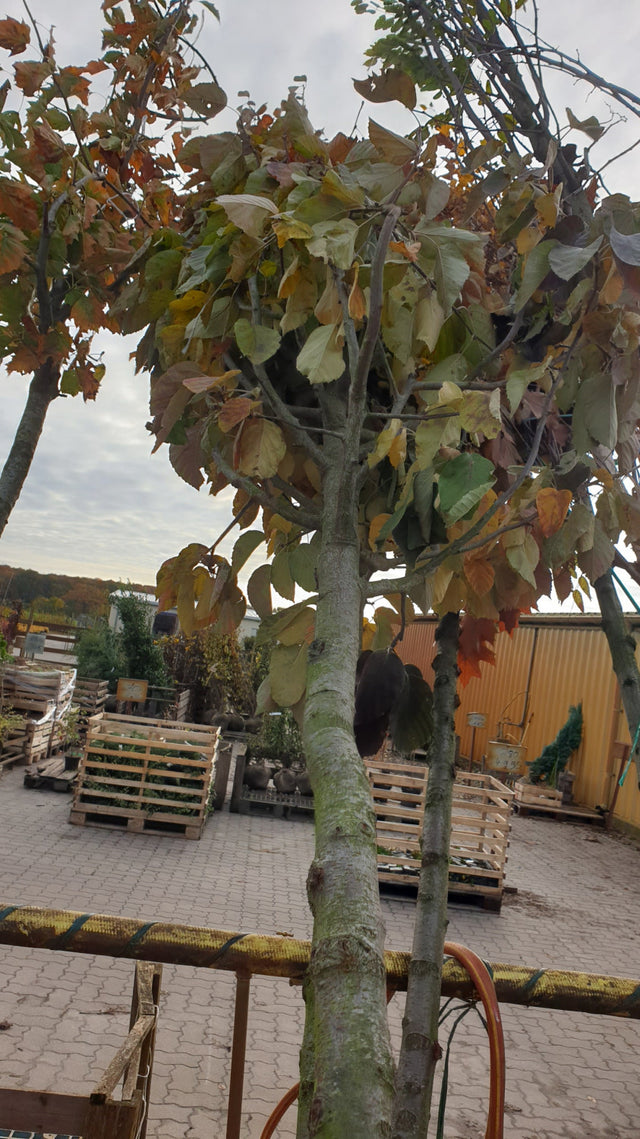 Zierapfel tschonoskii; vorbereitet für Versand; fruchtschmuck; Einsatzmöglichkeit z.B. : Parks; erhältlich von 60-100 bis 450-650 cm;;hier kaufen