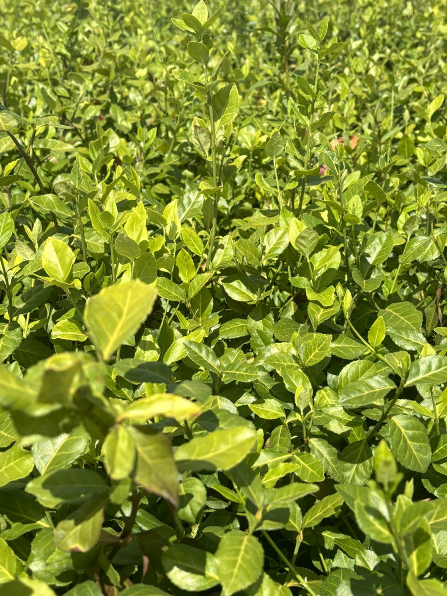 Euonymus fortunei 'Coloratus' , erhältlich von 20-30 bis 30-40 cm, ;;ab 3,03 Euro