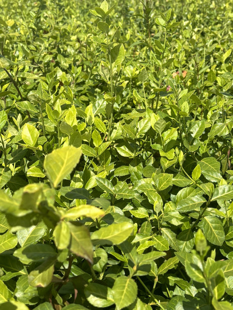 Euonymus fortunei 'Coloratus' , erhältlich von 20-30 bis 30-40 cm;;ab 4,85 Euro
