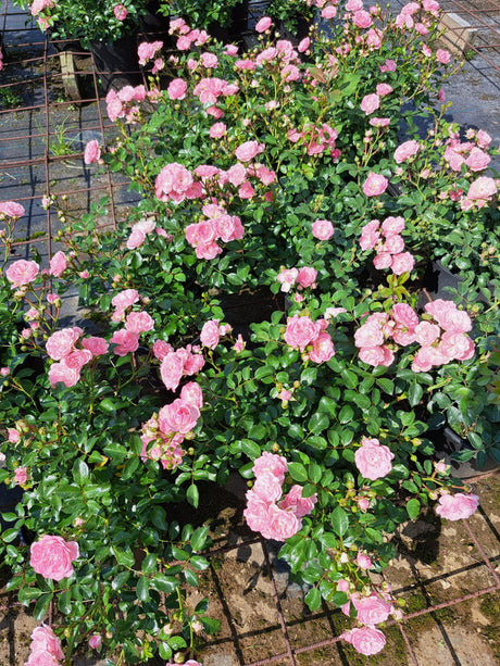 Engl. Bodend. Rose 'The Fairy' lange Blütezeit;;hier kaufen
