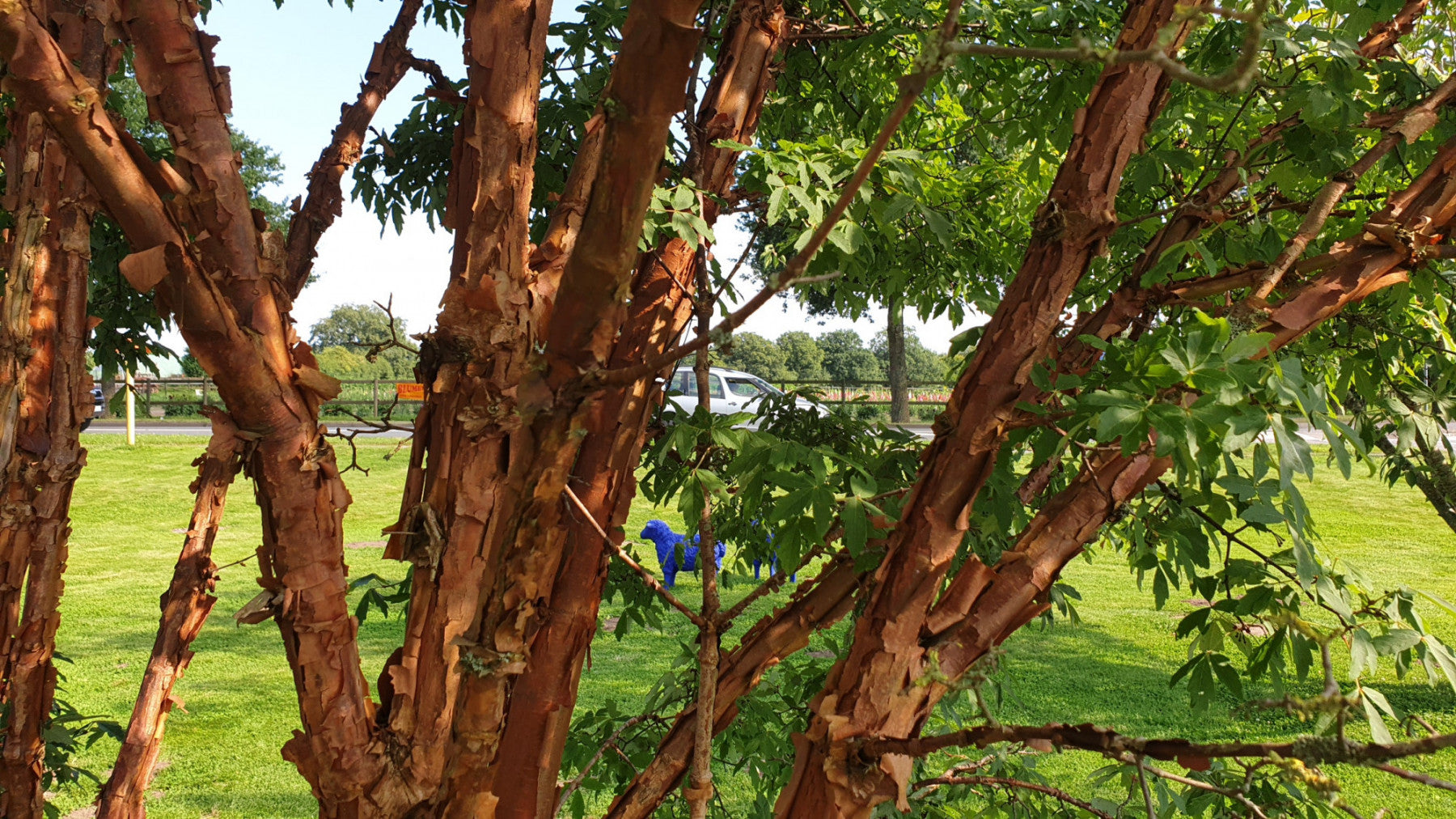 Acer griseum (Zimt-Ahorn)