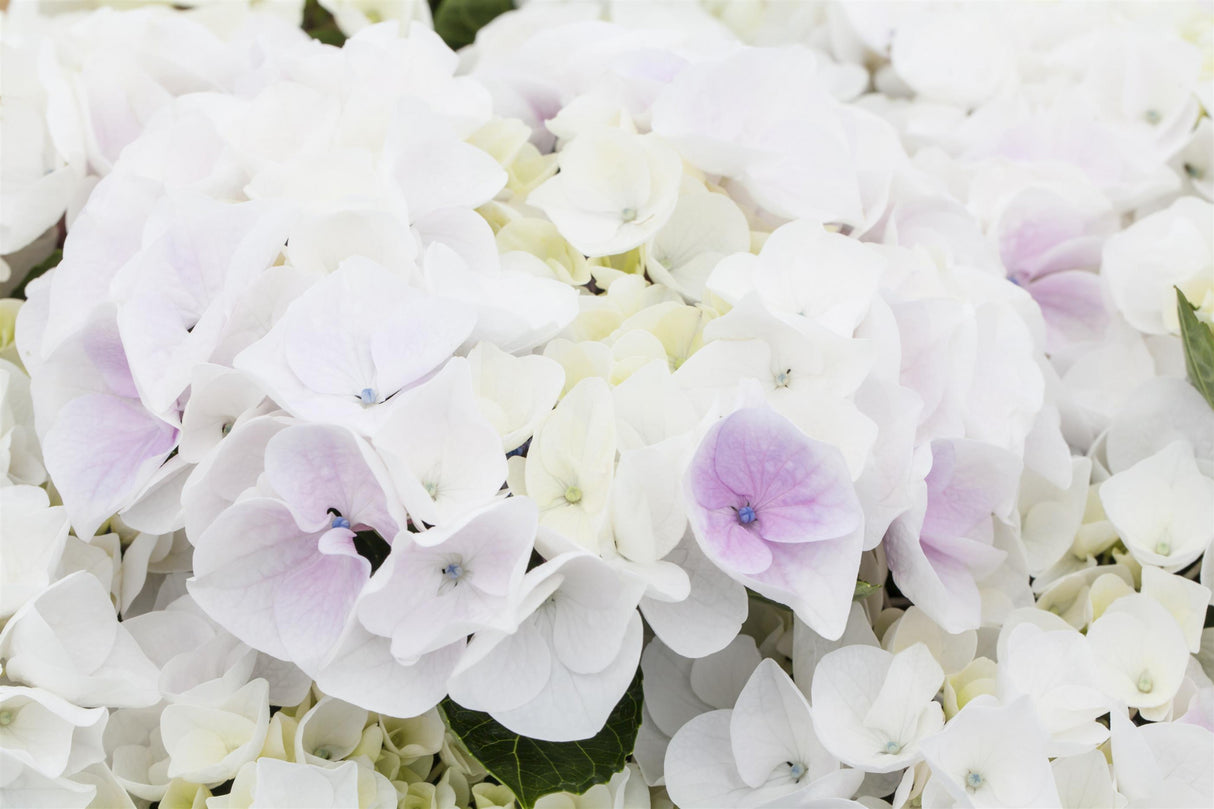 Hydrangea macrophylla 'White Spirit' mit Blüte, erhältlich von 40-60 bis 60-80 cm; Einsatz: ;;ab 58,00 Euro
