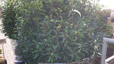 Prunus lusitanica 'Angustifolia'; vorbereitet für Versand; schnittfest, anspruchslos, dicht wachsend; Einsatzmöglichkeit z.B. : Vogelschutzhecke;;ab 56,00 Euro