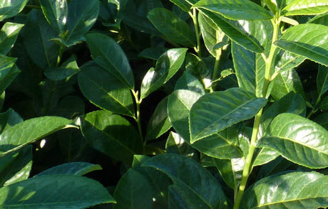 Prunus Laurocerasus 'Rotundifolia'; hier mit Sommerbelaubung; nahrungsquelle für Vögel; Einsatzmöglichkeit z.B. : Sichtschutz;;günstig mit Qualität