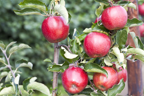 Malus 'Jonagold Rubinstar' mit Früchten, erhältlich von 150-200 bis 450-650 cm; Einsatz: ;;ab 42,80 Euro