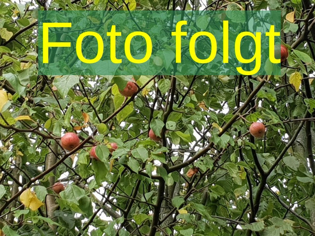 Bild wird ergänzt für Malus 'Samba' (Säulenapfel 'Samba')