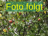 Malus Ballerina 'Charlotte'; Bild wird ergänzt; mittelgroße Früchte; Einsatzmöglichkeit z.B. : Kübelbepflanzung; erhältlich als: (Schnurbaum);;ab 116,50 Euro