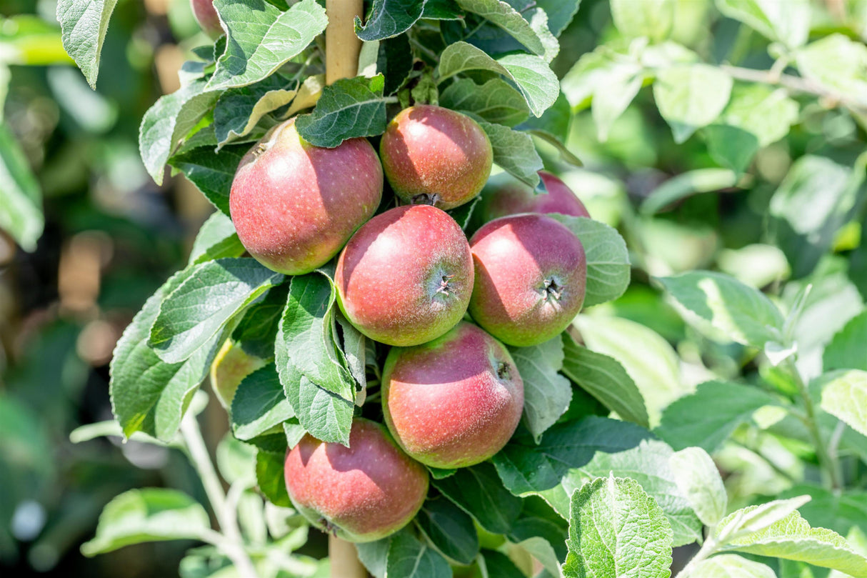 Malus 'Prinz Albrecht von Preußen' mit Früchten, erhältlich von 150-200 bis 450-650 cm; Einsatz: ;;ab 34,60 Euro