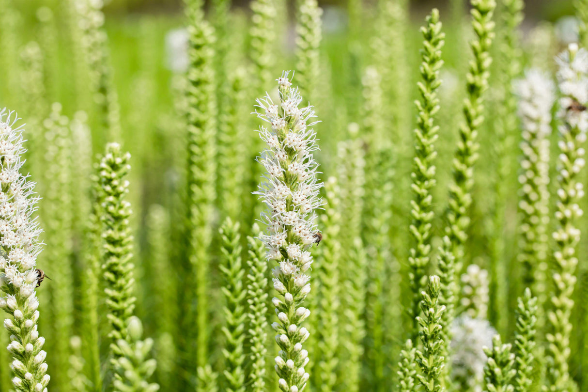 Liatris spicata 'Floristan Weiß' mit Blüte; Einsatz: , ;;ab 3,08 Euro