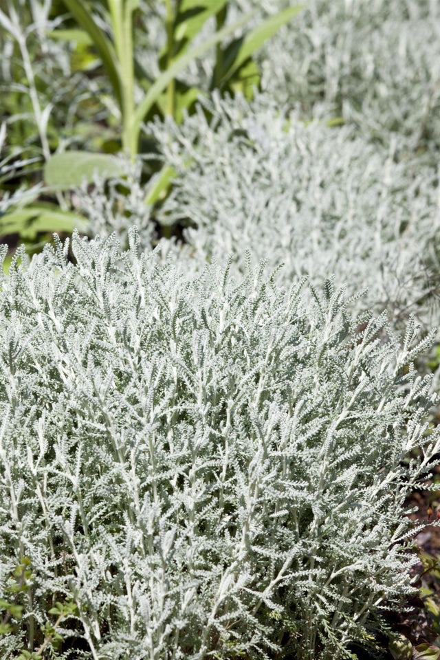 Santolina chamaecyparissus ;;ab 3,40 Euro
