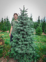 Abies concolor; sehr frosthart;;Pflanzen vom Profi