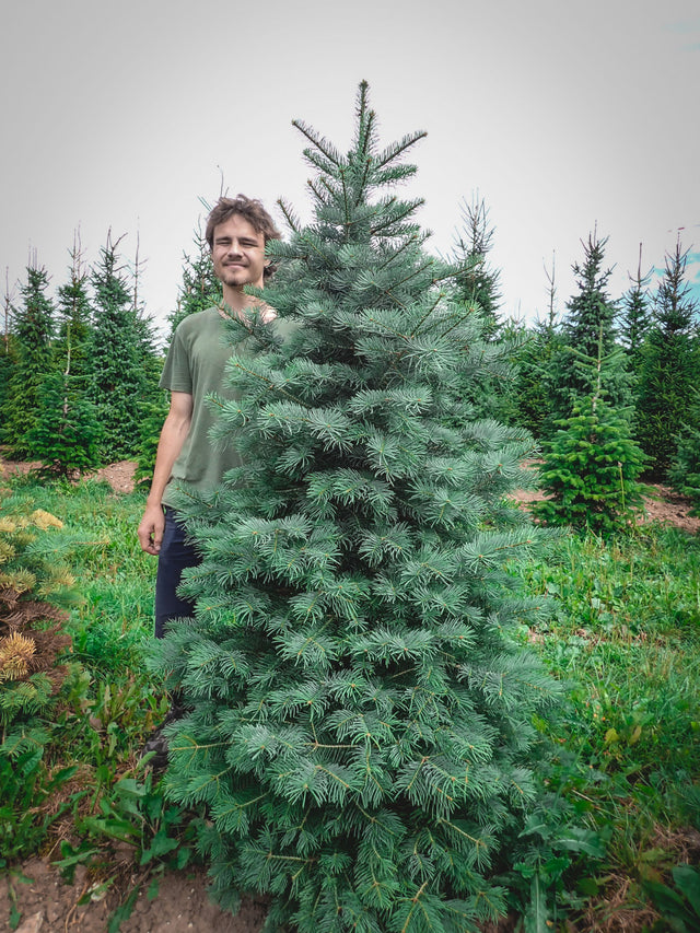Abies concolor; sehr frosthart;;Pflanzen vom Profi