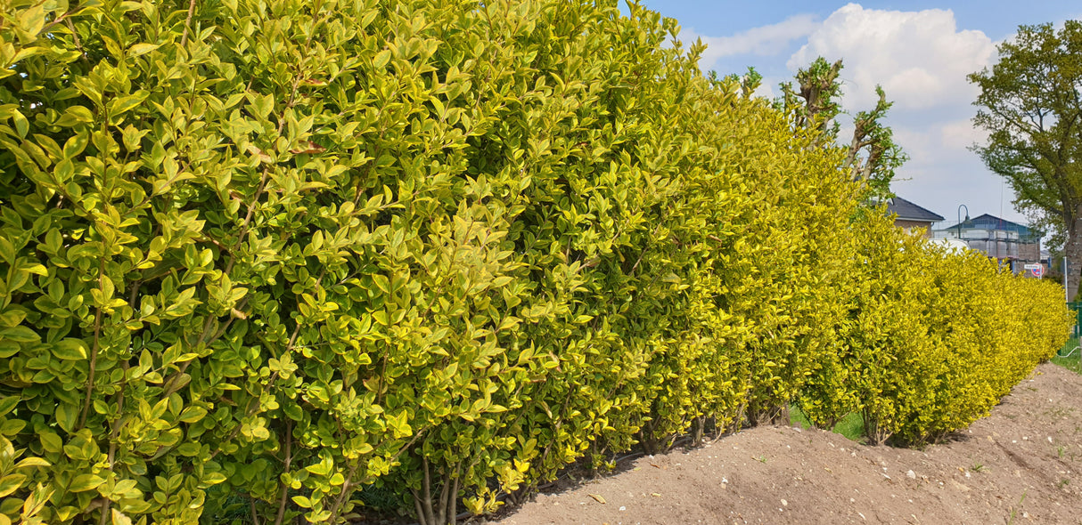 Ligustrum ovalifolium 'Aureum' als Hecke;;ab 13,00 Euro
