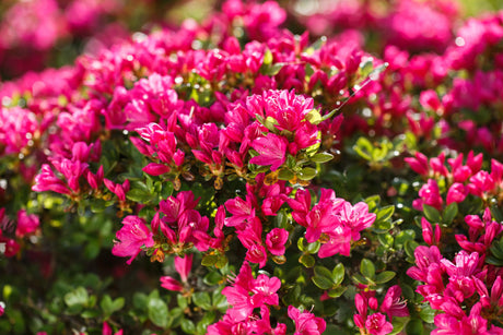 Rhododendron obt. 'Kermesina' mit Blüte, erhältlich von 20-25 bis 50-60 cm; Einsatz: ;;ab 15,90 Euro