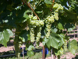 Vitis 'Birstaler Muskat'; mit Früchten/Fruchtbehang; süße Früchte; Einsatzmöglichkeit z.B. : Obstgarten; erhältlich von 80-100 bis 80-100 cm;;ab 44,50 Euro