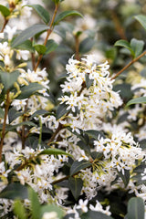 Osmanthus burkwoodii; hier mit Blüte; duftende Blüten; Einsatzmöglichkeit z.B. : Hecke; erhältlich von 100-125 bis 100-125 cm;;ab 298,00 Euro