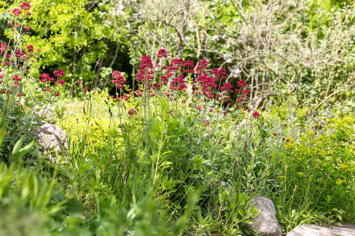 Rote Spornblume als Pflanze im Beet; Einsatz: Bienenweidenpflegeleicht;;günstig mit Qualität