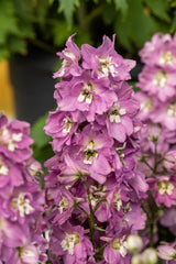 Delphinium Pacific 'Astolat'; hier mit Blüte; schneckensicher (schneckenresistent); Einsatzmöglichkeit z.B. : Rabatten;;ab 0,00 Euro