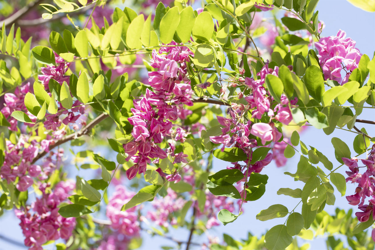 Robinia 'Pink Cascade' mit Blüte, erhältlich von 270-330 bis 450-650 cm; Einsatz: ;;ab 491,00 Euro