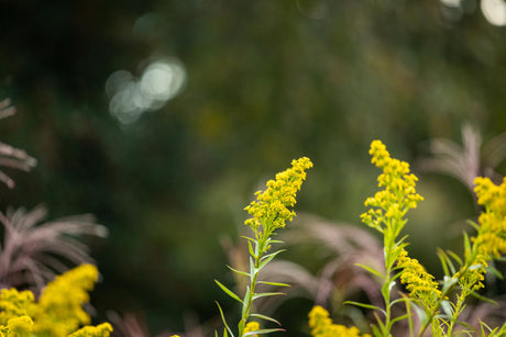 Solidago caesia mit Blüte; Einsatz: ;;ab 4,05 Euro