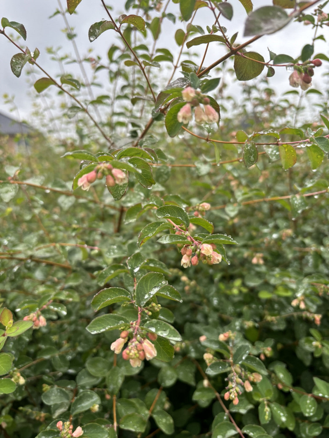 Symphoricarpos albus laevigatus mit Blüte, erhältlich von 40-60 bis 60-100 cm; Einsatz: ;;ab 13,00 Euro