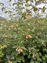 Symphoricarpos albus laevigatus mit Blüte, erhältlich von 40-60 bis 60-100 cm; Einsatz: ;;ab 13,00 Euro