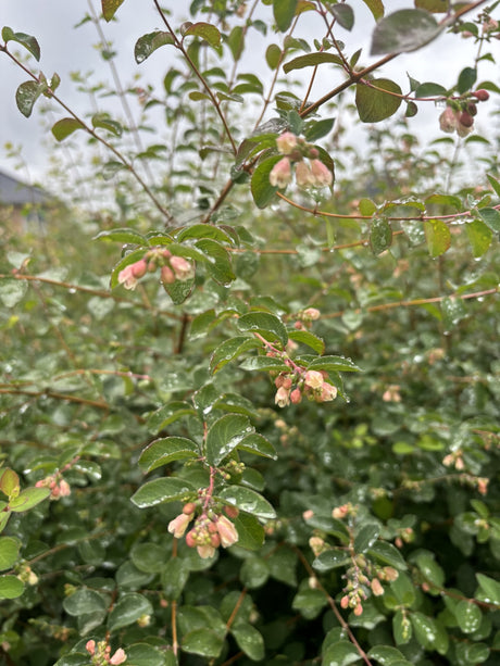 Symphoricarpos albus laevigatus mit Blüte, erhältlich von 40-60 bis 60-100 cm; Einsatz: ;;ab 13,00 Euro