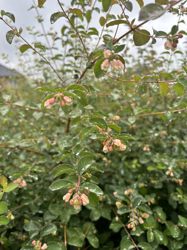 Symphoricarpos albus laevigatus mit Blüte, erhältlich von 40-60 bis 60-100 cm; Einsatz: ;;ab 13,00 Euro