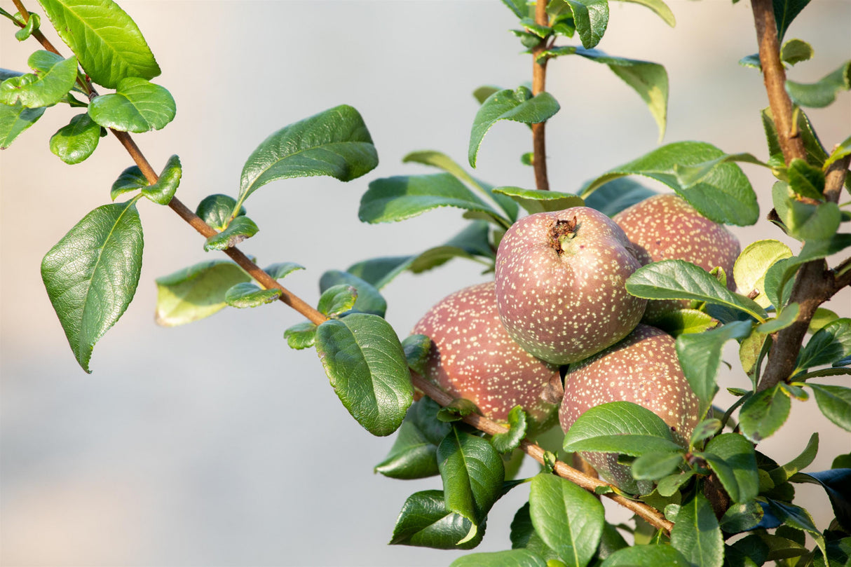Chaenomeles speciosa 'Friesdorfer Typ 205' mit Früchten, erhältlich als: Solitär; Einsatz: Kübelblütenpracht;;günstig mit Qualität