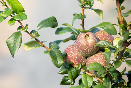 Chaenomeles speciosa 'Friesdorfer Typ 205' mit Früchten, erhältlich als: Solitär; Einsatz: Kübelblütenpracht;;günstig mit Qualität