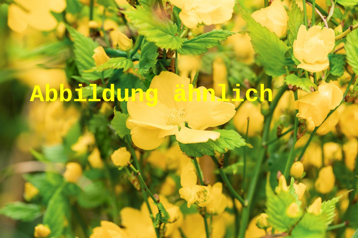 Kerria japonica (Gemeiner Ranunkelstrauch)