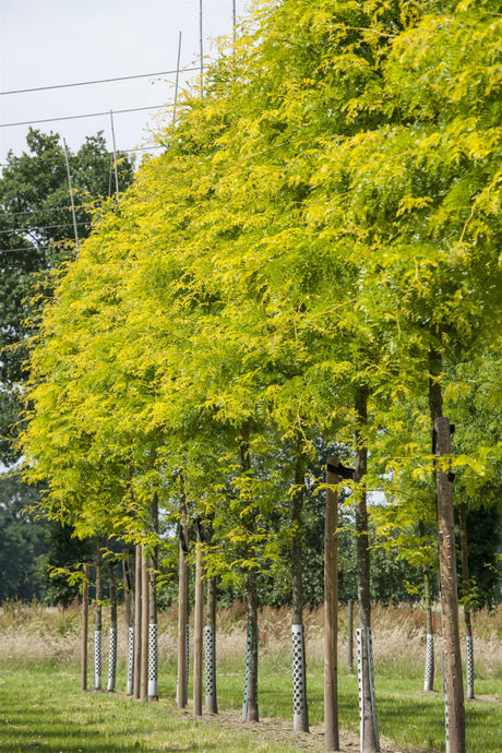 Gleditsia triacanthos 'Sunburst' , erhältlich von 270-330 bis 450-650 cm;;ab 437,00 Euro