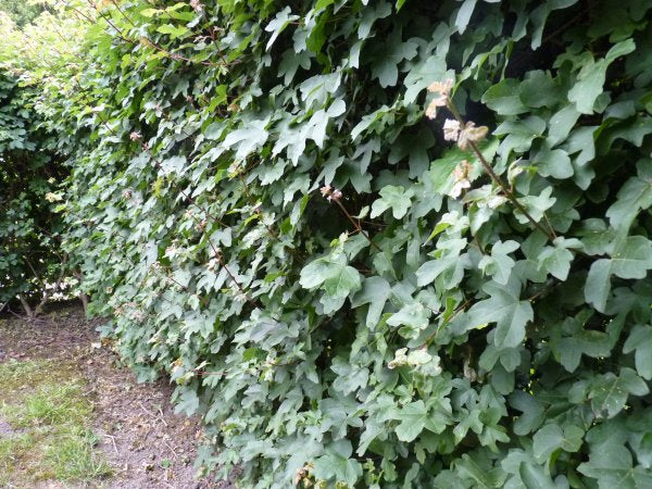 Acer campestre als Hecke;;Pflanzen vom Profi