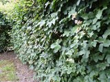 Acer campestre als Hecke;;Pflanzen vom Profi